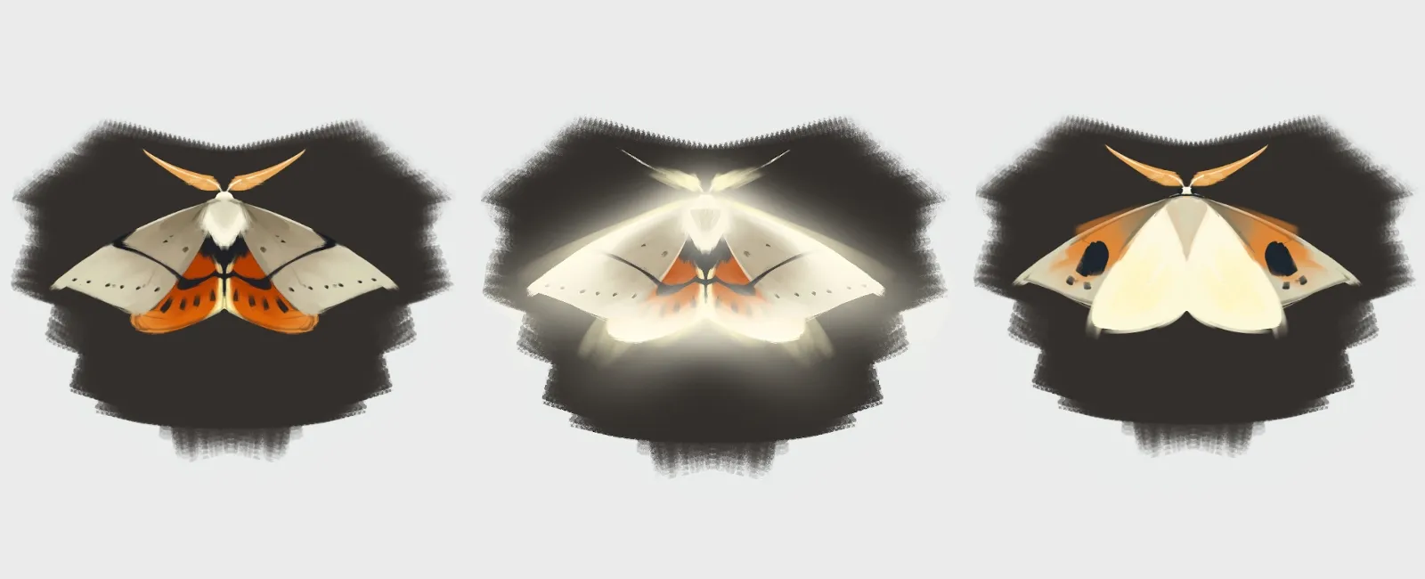 Three illustrated moths.