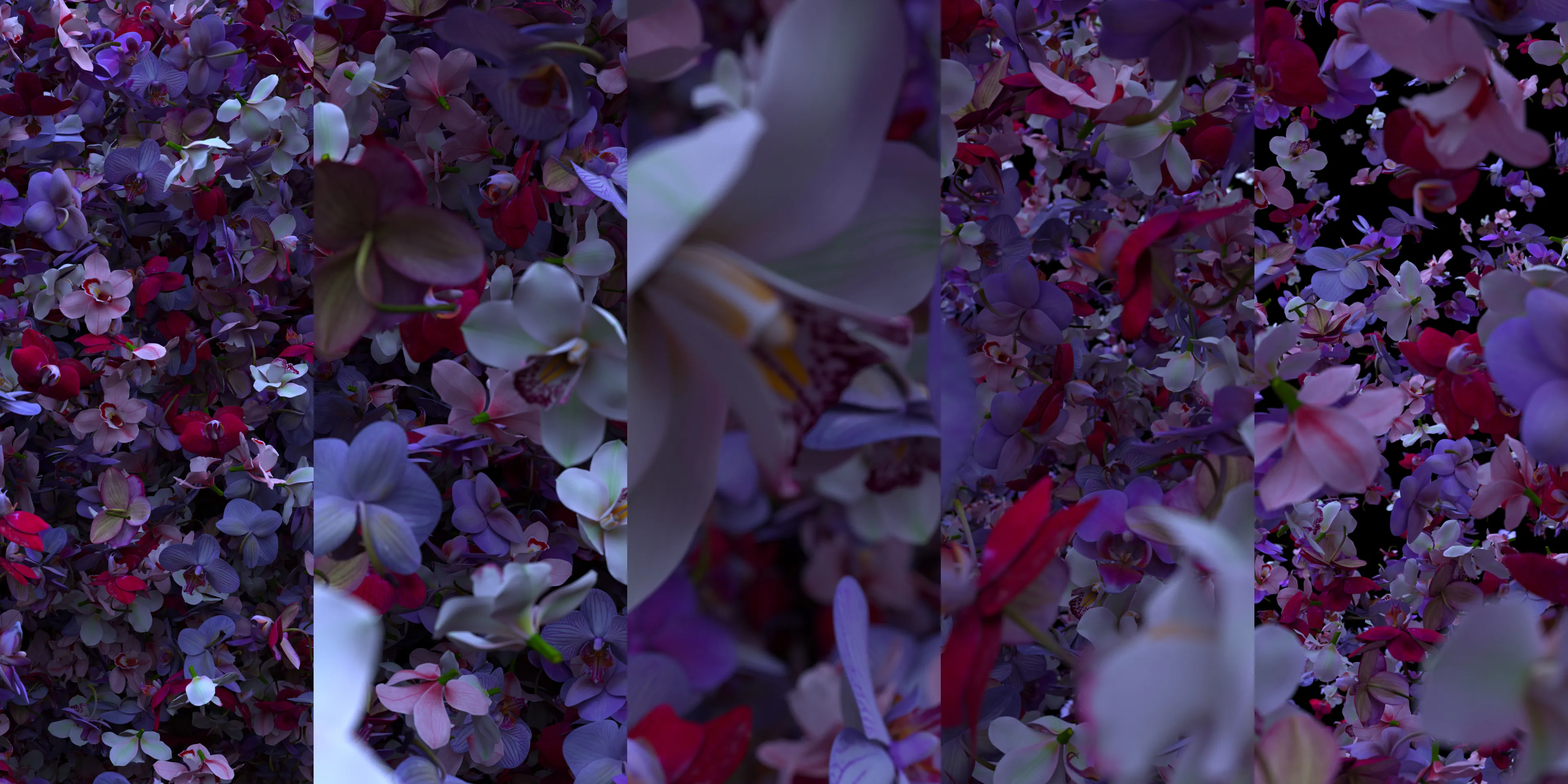 Colourful 3D rendered orchids float though the air, filliing the entire view.
