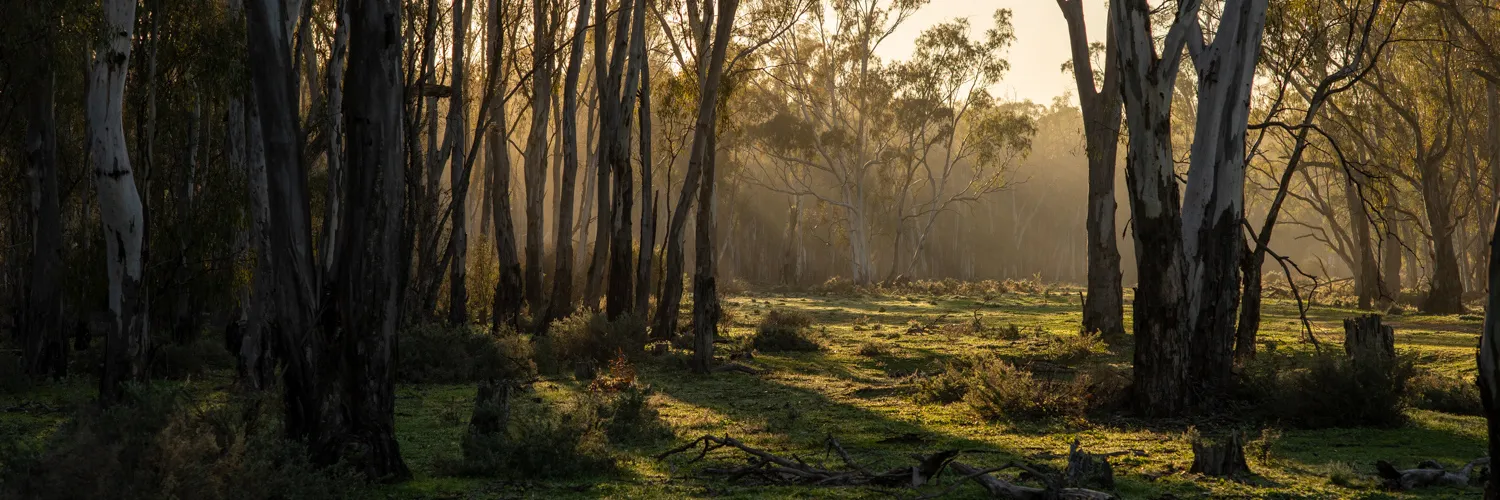 Afternoon sun pierces through gumtrees in a grass covered landscape.