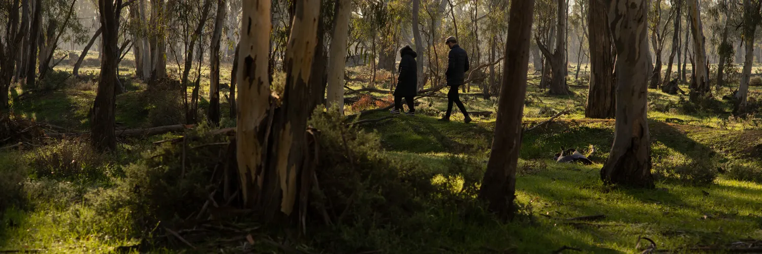 Two people walking through a sunlit eucalyptus forest, surrounded by tall trees and patches of green grass.