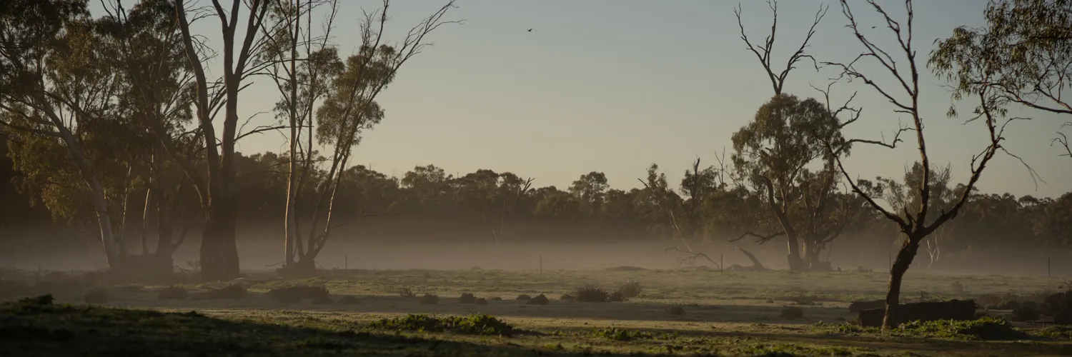 A morning landscape of eucalypts in the mist.
