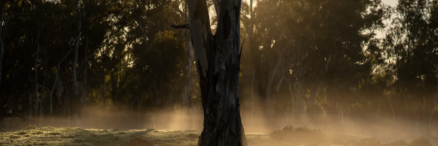 A eucalypt stands in a landscape of fog and morning sun.