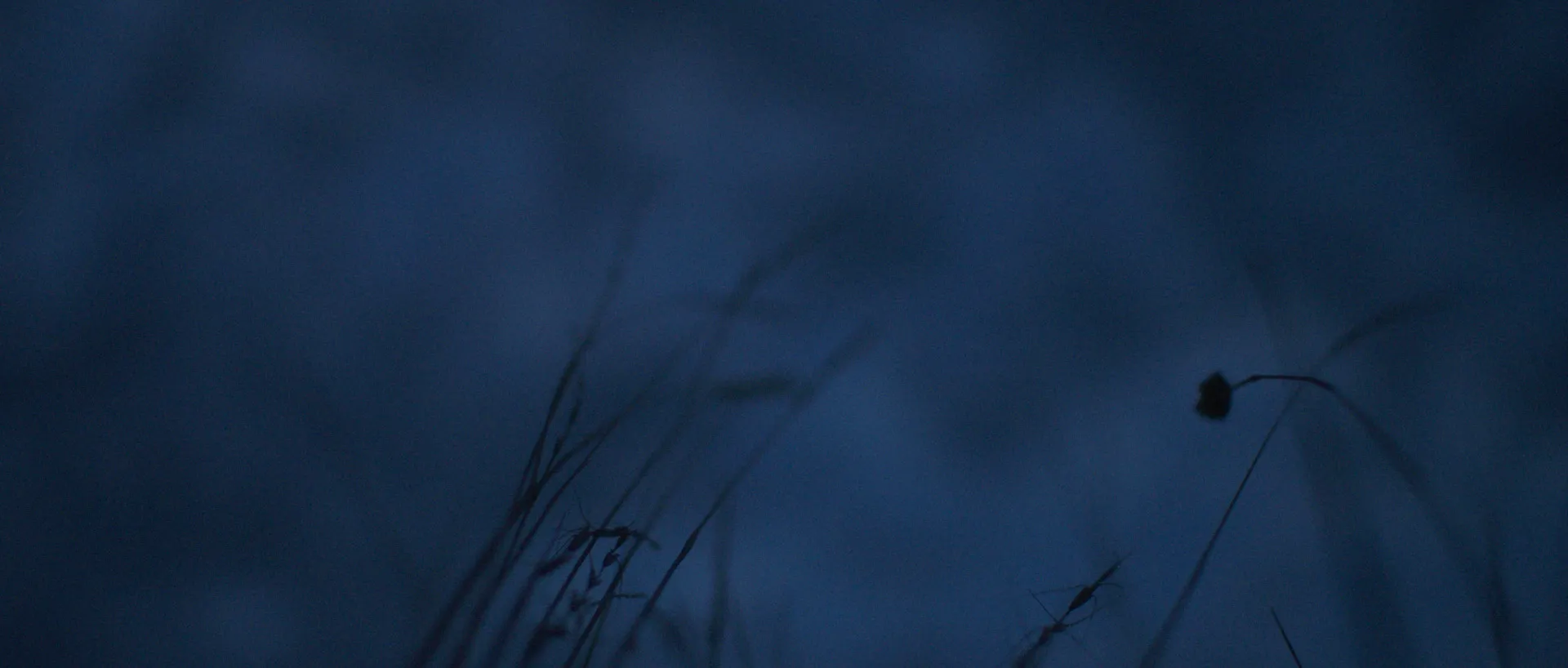 Blades of grass in front of an evening sky.