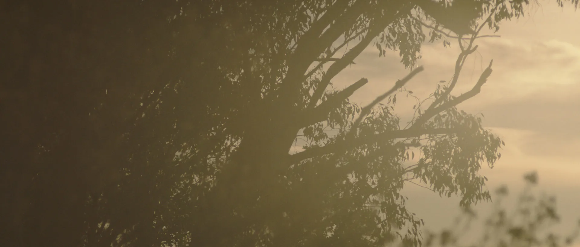 Branches and leaves in the late afternoon sun.