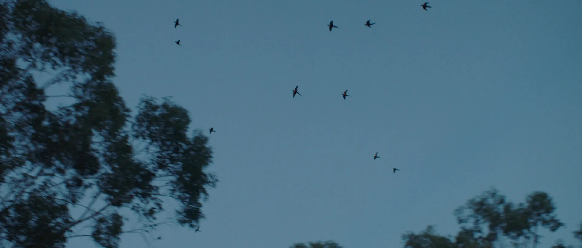 Ten birds soar through an early evening sky.