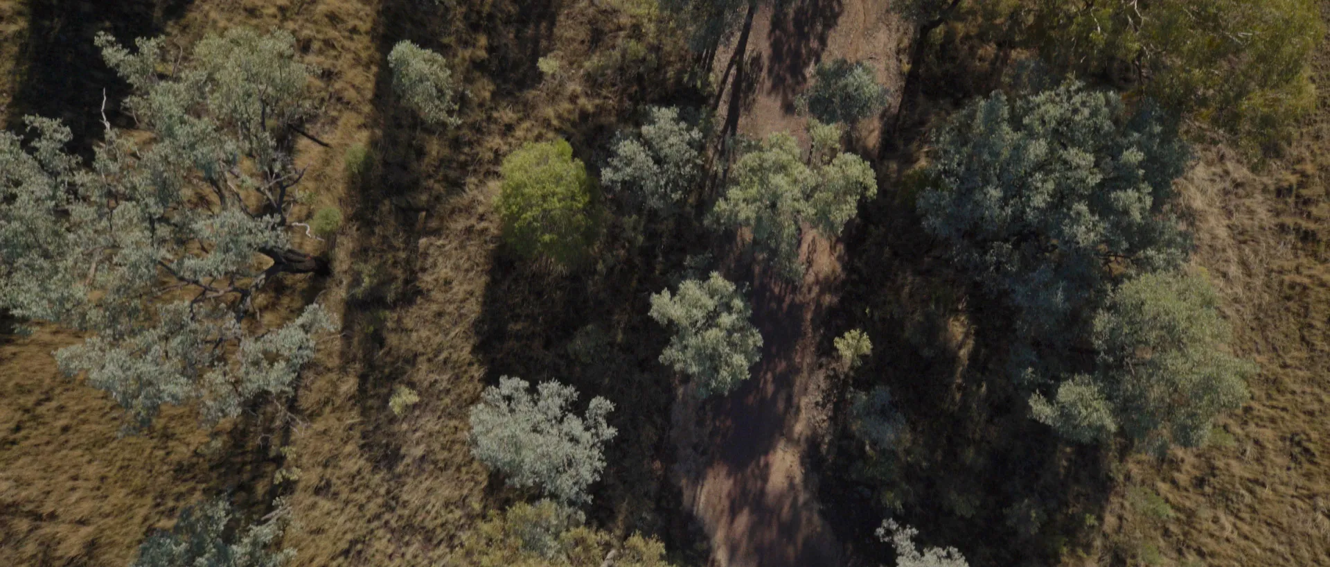 An aerial view looking directly down on trees, grass and a wide dirt path in the late afternoon.